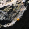 coccinella